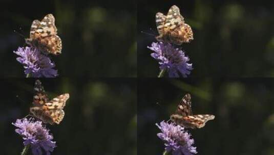 蝴蝶站在花朵上吸食花-蜜高清在线视频素材下载