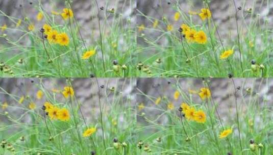 蜜蜂在花朵中采蜜高清在线视频素材下载