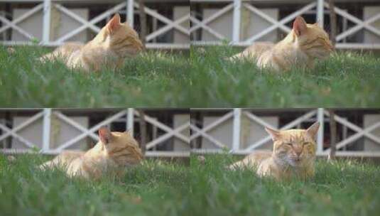 睡意朦胧的猫在草地上打呵欠高清在线视频素材下载