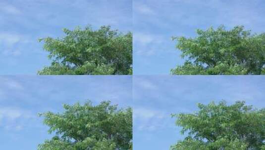蓝天白云下夏天的风和树高清在线视频素材下载