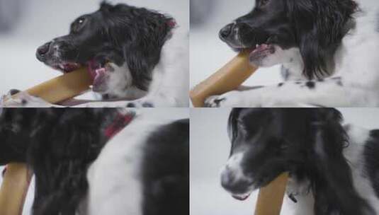 狗吃零食的特写高清在线视频素材下载