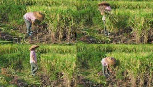 农村妇女田地里割水稻辛勤劳动高清在线视频素材下载