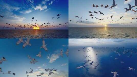 4k 夕阳下大海飞舞的海鸥高清在线视频素材下载