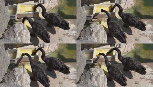 黑天鹅在吃饲料养殖天鹅高清在线视频素材下载