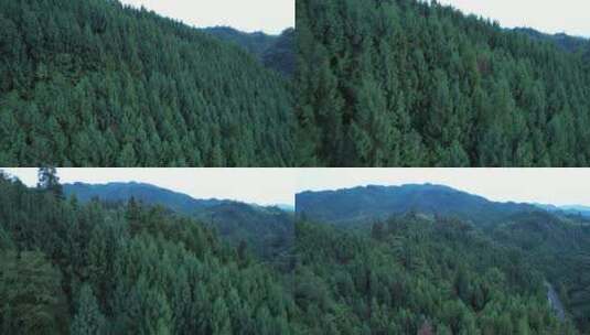 飞跃山林见山林高清在线视频素材下载