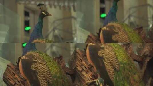 孔雀绿孔雀白孔雀羽毛翎羽标本高清在线视频素材下载