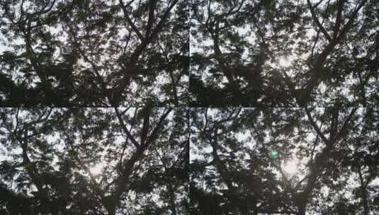 阳光树林树木树枝高清在线视频素材下载