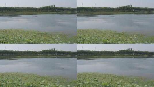 河里的鸭子高清在线视频素材下载