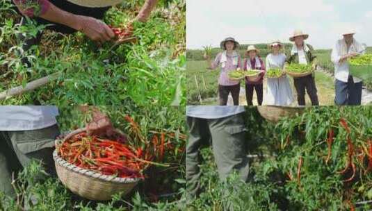 辣椒种植基地高清在线视频素材下载