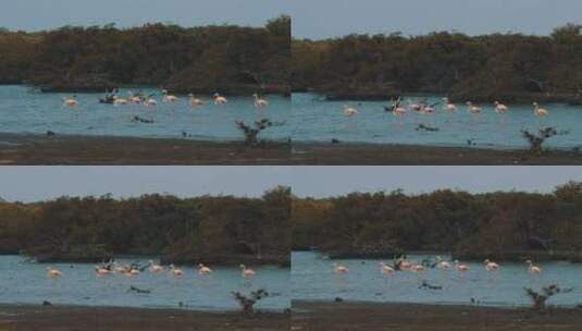 长焦拍摄沼泽地上的火烈鸟高清在线视频素材下载
