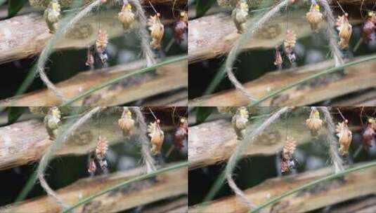 破茧而出的蝴蝶幼虫高清在线视频素材下载