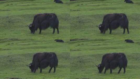 草坪上吃草的牦牛高清在线视频素材下载