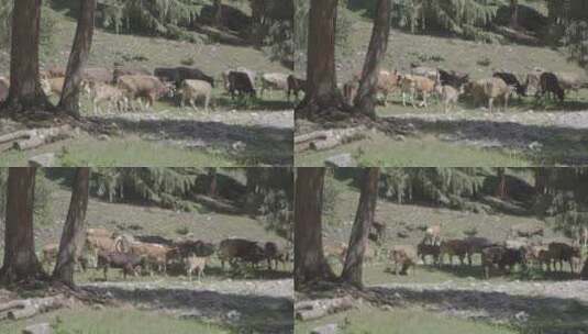 成群牛羊在林间穿行高清在线视频素材下载