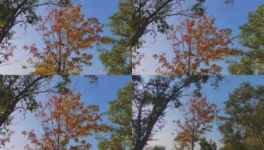 秋天到了，枫叶红了高清在线视频素材下载