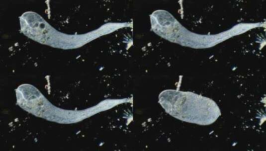显微镜下的喇叭虫 放大100倍高清在线视频素材下载