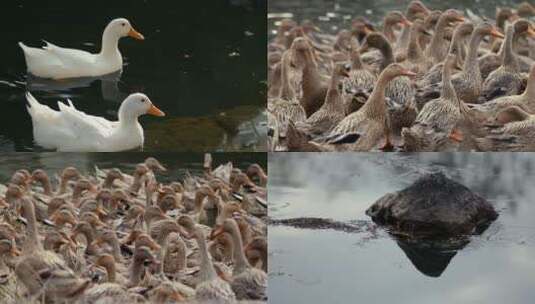 4k升格拍摄鸭子鸭群戏水高清在线视频素材下载