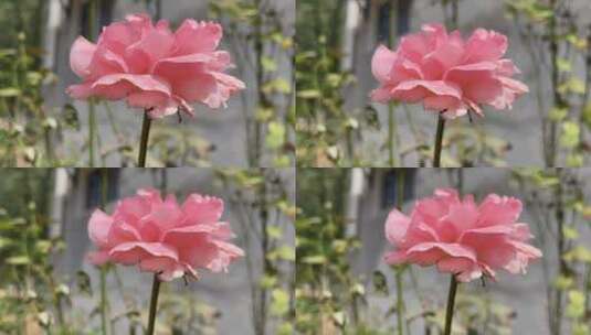 粉色月季花花朵高清在线视频素材下载