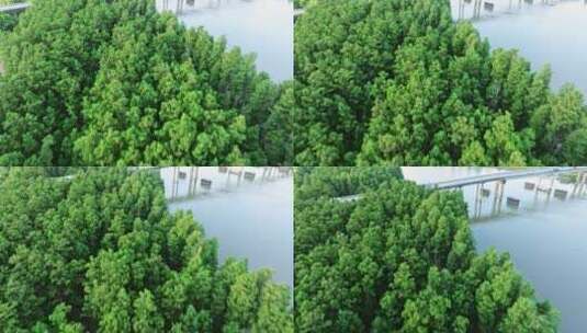 绿色森林水松林航拍高清在线视频素材下载