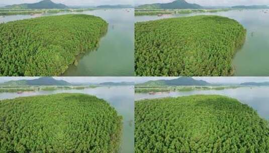 中国特有树种水松林航拍高清在线视频素材下载