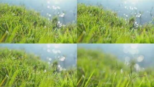 清晨青草上的的露珠4k高清在线视频素材下载