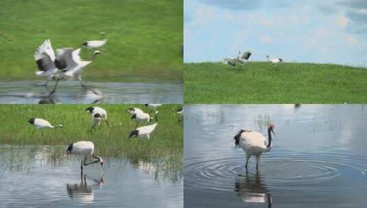 扎龙国家自然保护区湿地丹顶鹤高清在线视频素材下载