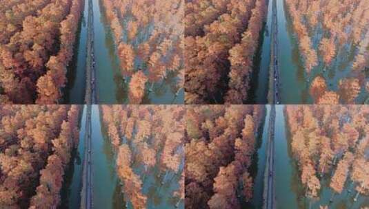 冬日武汉涨渡湖红叶水上森林水杉高清在线视频素材下载