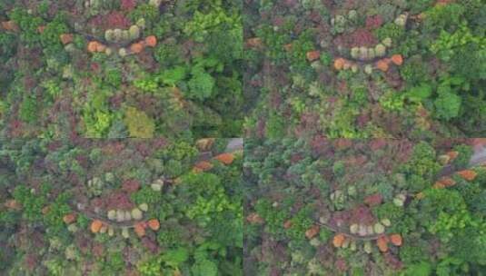 4K秋天的公路航拍-红叶秋景树林秋季高清在线视频素材下载