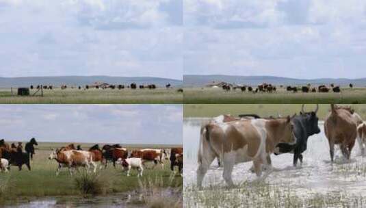 奔跑的牛群 马群高清在线视频素材下载