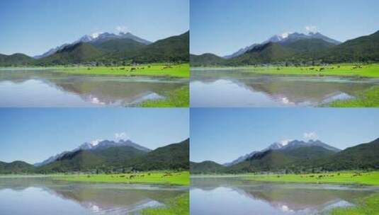 玉龙雪山下湖边绿色草地牛羊群高清在线视频素材下载