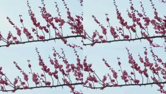 春季红色梅花景观高清在线视频素材下载