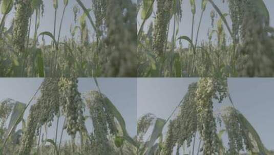 大黄米种植LOG糜子特写LOG高清在线视频素材下载
