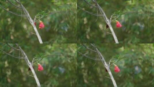 树上吸食花蜜的红色小鸟高清在线视频素材下载