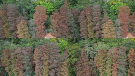 深圳仙湖植物园落羽杉高清在线视频素材下载