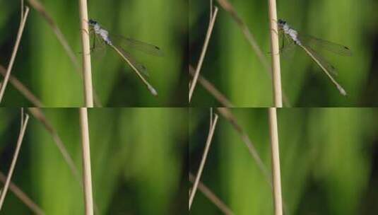 一只蜻蜓的特写镜头高清在线视频素材下载