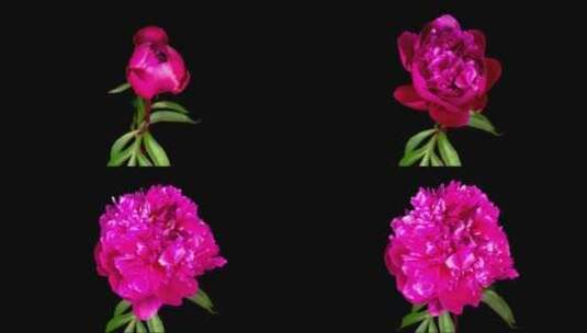 粉色牡丹花盛开高清在线视频素材下载