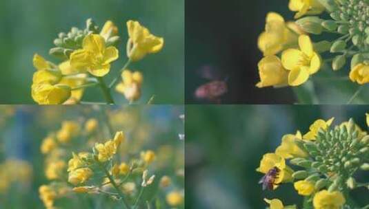 春天盛开的油菜花采蜜的蜜蜂高清在线视频素材下载