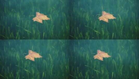 飘在水面的枫叶高清在线视频素材下载