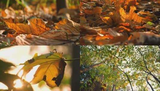 唯美秋天树叶，阳光下的秋叶4k视频素材高清在线视频素材下载