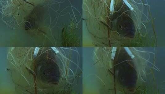 {原创}被渔网缠绕的鱼生态污染高清在线视频素材下载