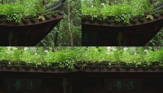 杭州虎跑古建筑亭子飞檐上绿色青苔和小草高清在线视频素材下载