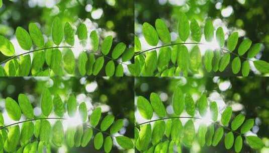 阳光透过树叶唯美自然光影逆光绿叶高清在线视频素材下载
