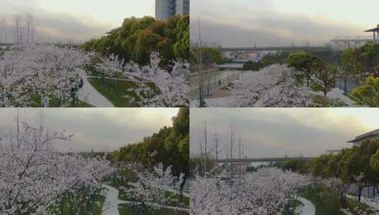 城市公园樱花园白色樱花高清在线视频素材下载