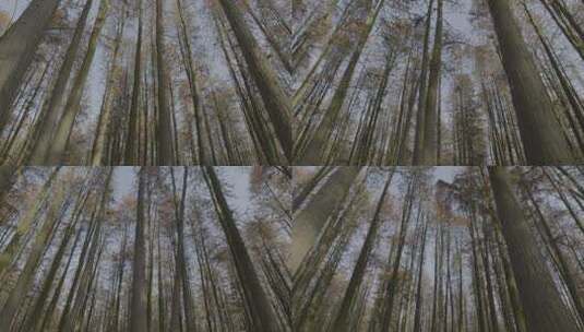 秋天的红杉林高清在线视频素材下载