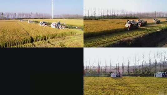 航拍收割机收割水稻高清在线视频素材下载