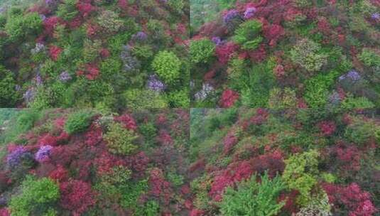 杭州余杭鸬鸟山顶杜鹃花春天映山红航拍高清在线视频素材下载