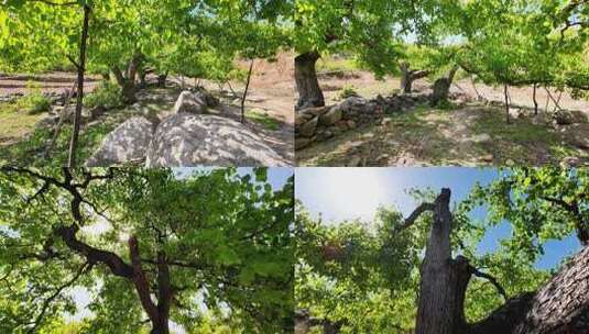 一镜到底拍摄百年梨树素材高清在线视频素材下载