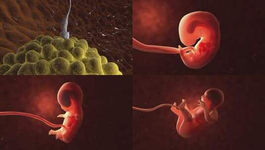 受精卵，胎儿形成高清在线视频素材下载