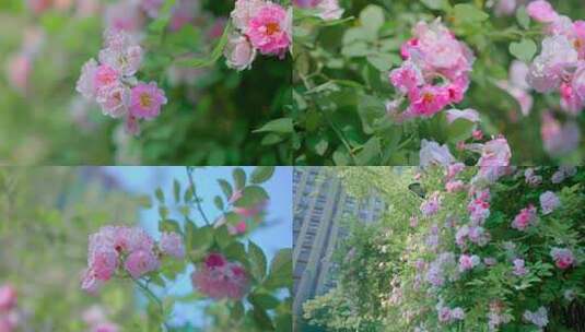 蔷薇花开高清在线视频素材下载