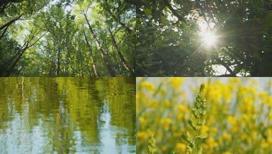 春天绝美植物森林树木叶碧绿油油高清在线视频素材下载