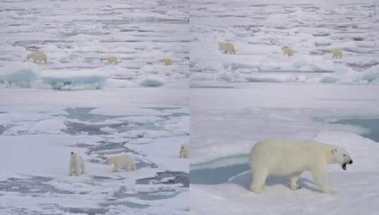 北极熊保护环境温室效应动物世界人与自然北高清在线视频素材下载